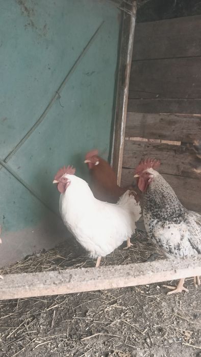 дамашни қораз сатылады