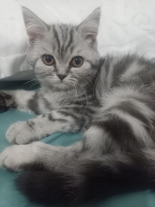 Кошка Шотландская вислоухая Scottish fold