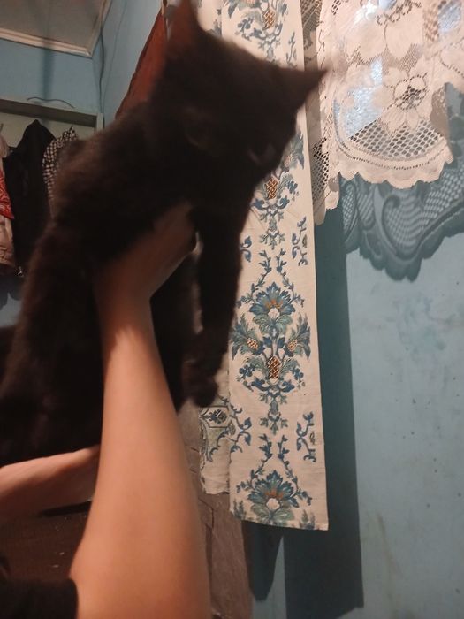 Отдаём котов и двух котят
