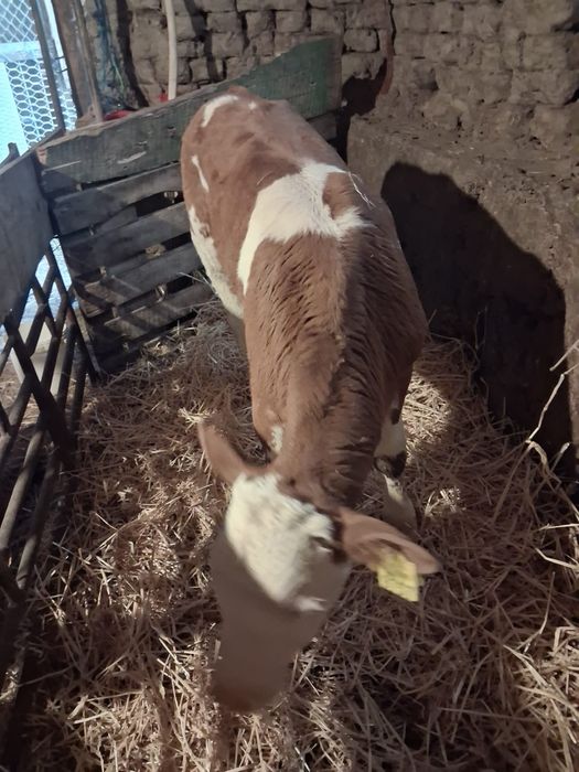 Vând vițel bălțat