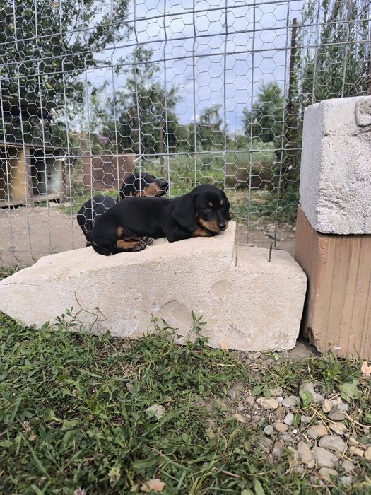 Cățel teckel dachshund