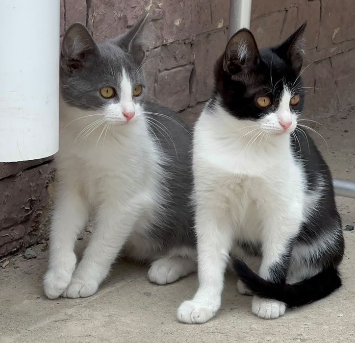 Котики в хорошие руки