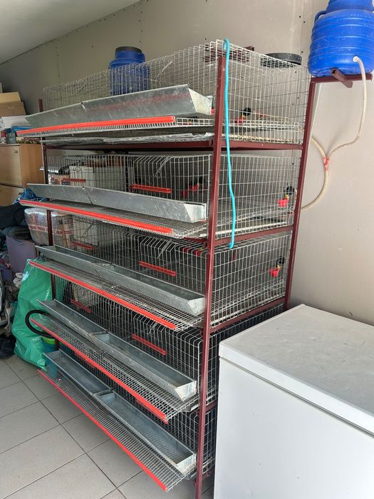 Cușcă prepelițe,5 nivele