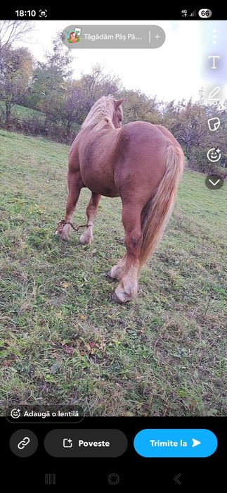 Vând mânz de doi ani jumate