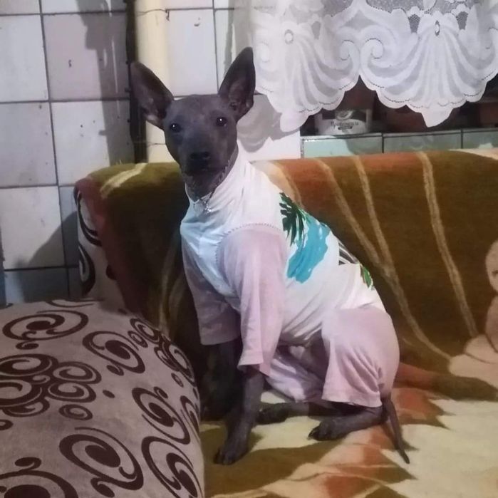 Ксолоицкунтли на вязку