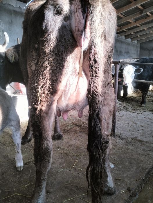 Бұзаулы сйыр сатылады