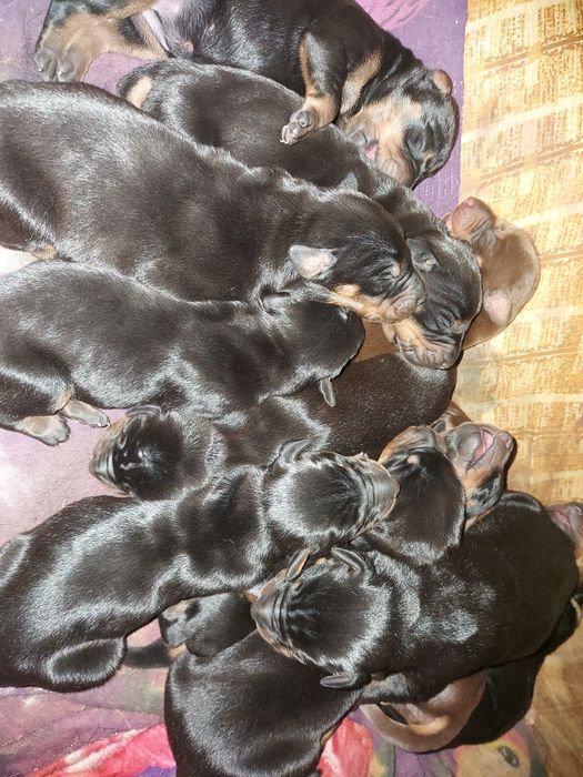 Открыта бронь на щенков добермана