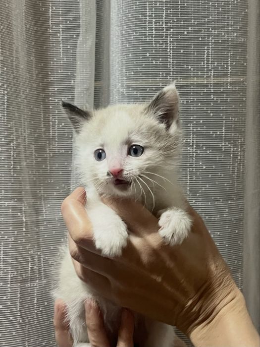 Котята красивые мальчик с голубыми глазами