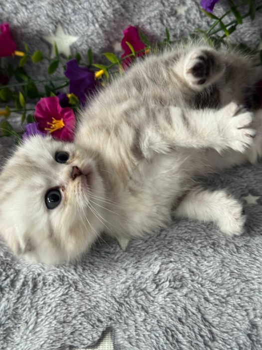 шикарная куколка вислоушка