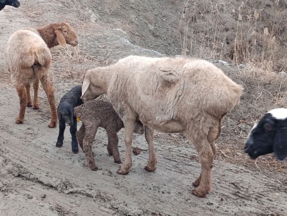 Arashan Gibrid 2 ta tuqqan