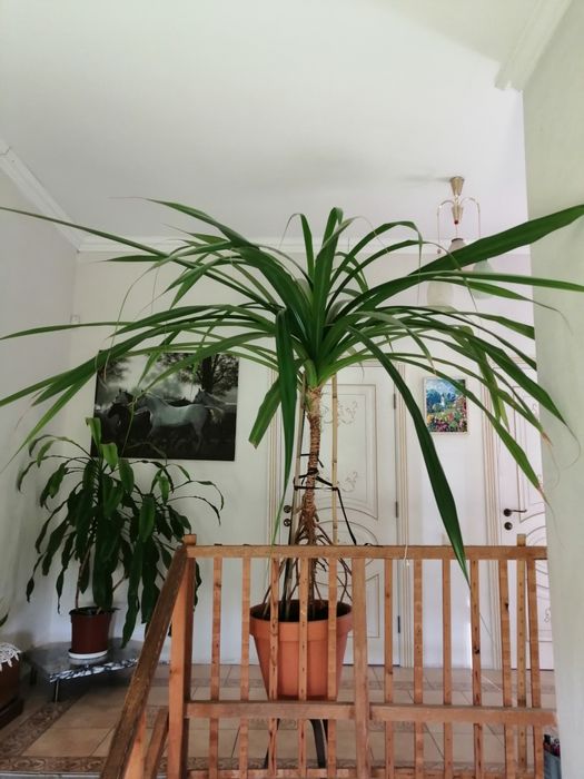 Комнатные цветы:фикус бенджамина, панданус. .