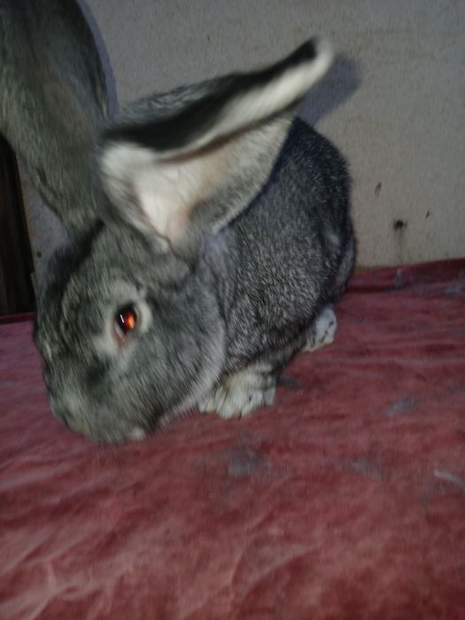 Iepuri uriaș german