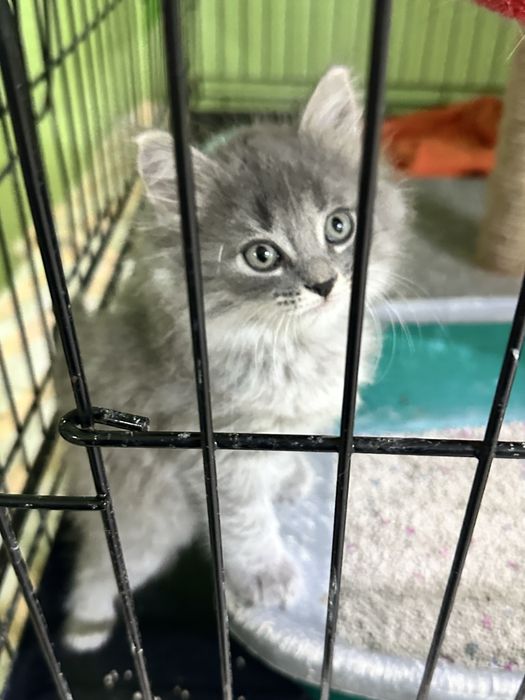 Котята-девочки в добрын руки
