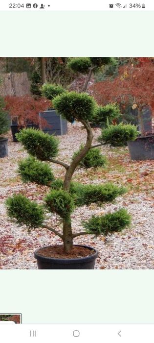 Transformare Grădină: Gazon Rulou și Plante de Lux - Totul Inclus