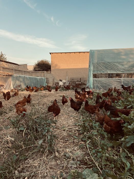 Жўжа joja жужа бор Ханхяп тавуклари жужаси бор