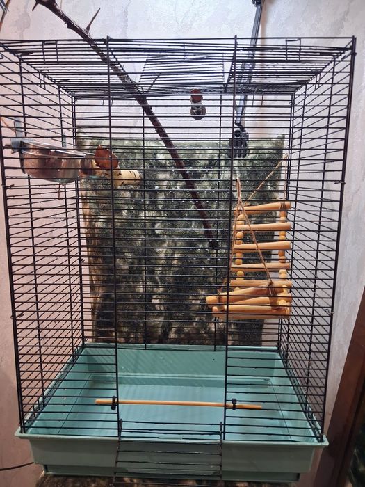 Срочно продать 2-х попугаев