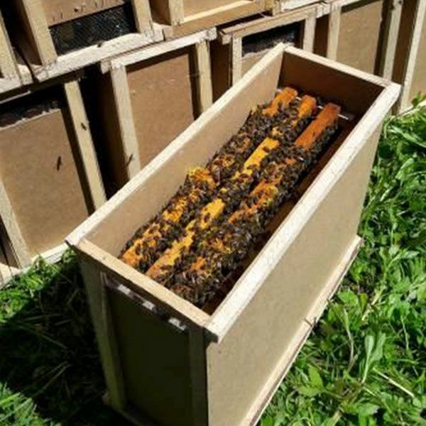 Продам пчелопакеты, пчелосемьи.