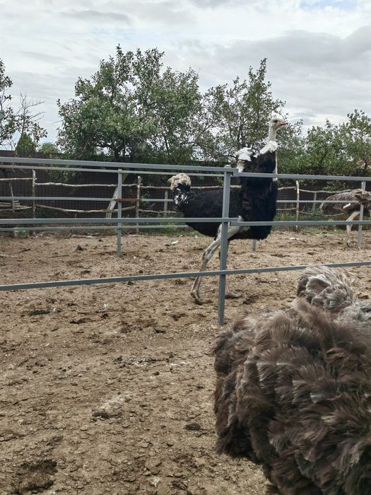 Familii struti african /Adulti