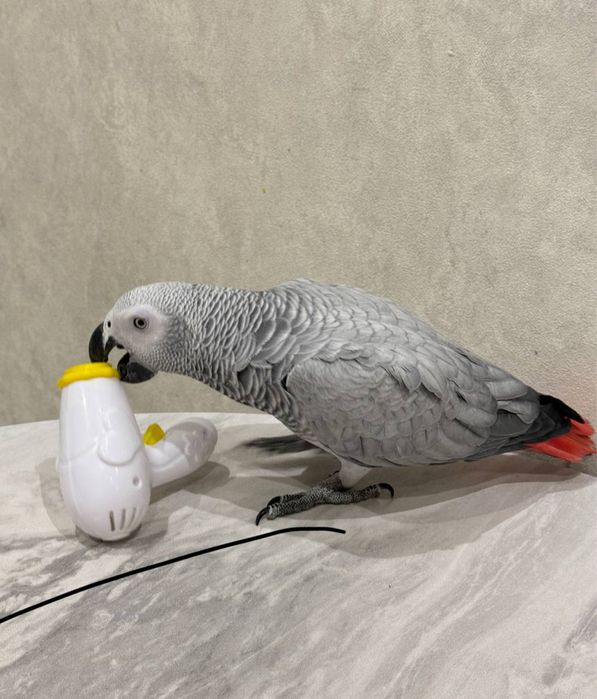 Жако Говорящий Попугай