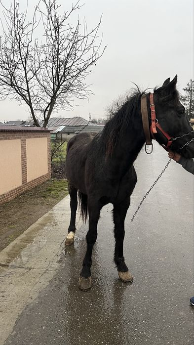 Vând cal castrat de 6 ani