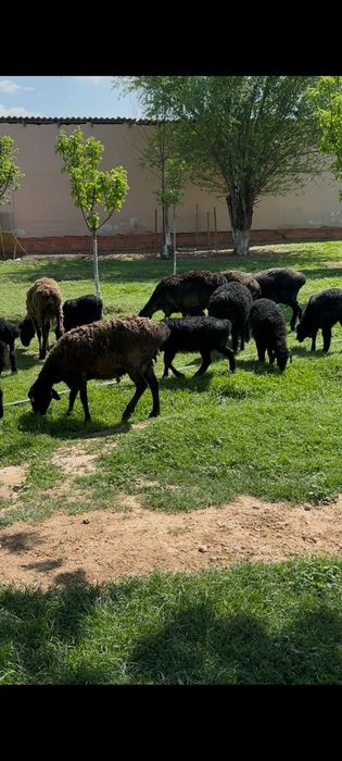 6 бас козылы кой сатылады