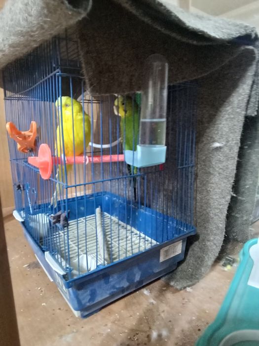 Папугайчики две штуки