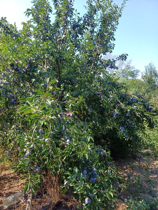 Vand prune pentru tuica-Filfani