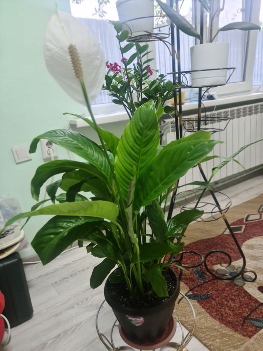 Цветы домашние, фикусы и др.