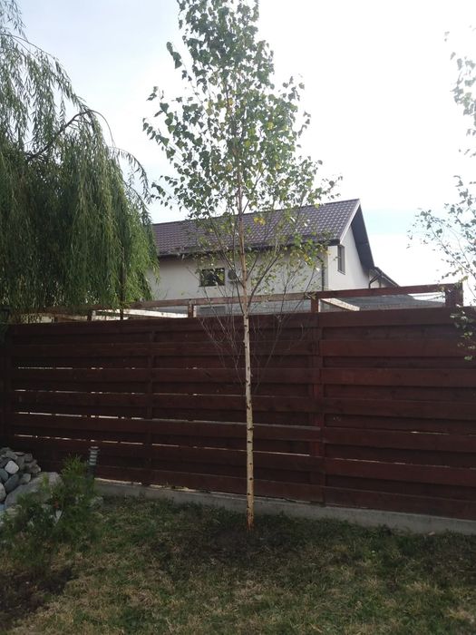 Mesteacan, tei argintiu, platani, leylandi, stejar verde, arțar verde