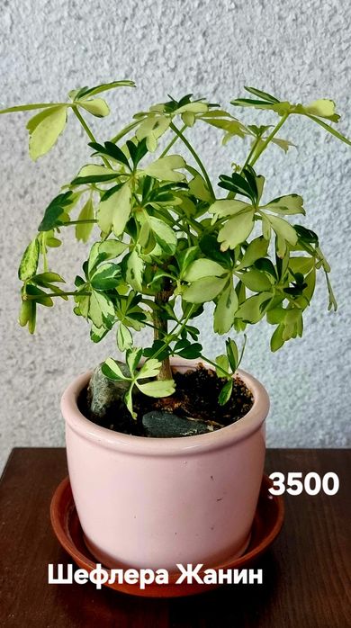 Комнатные растения от 500