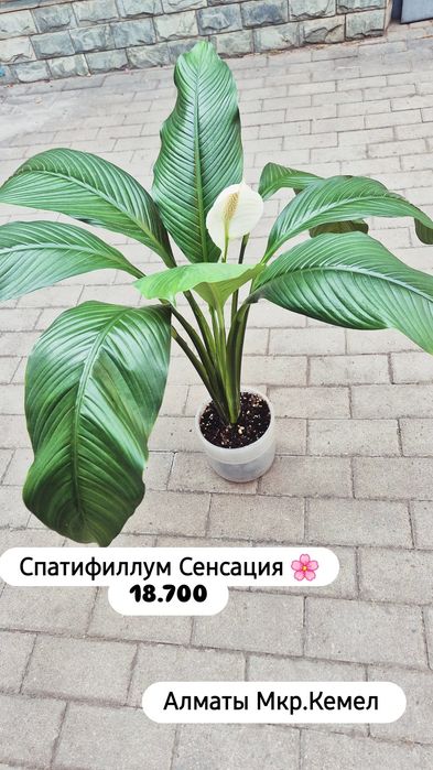 Комнатные растения