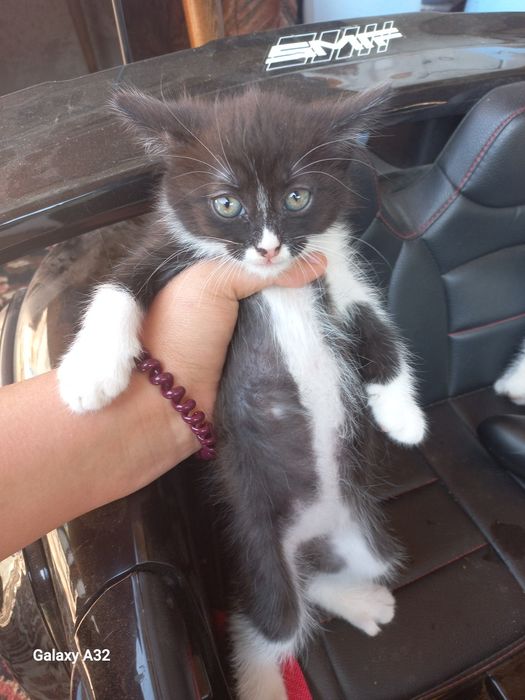 Котята даром 2 месяца