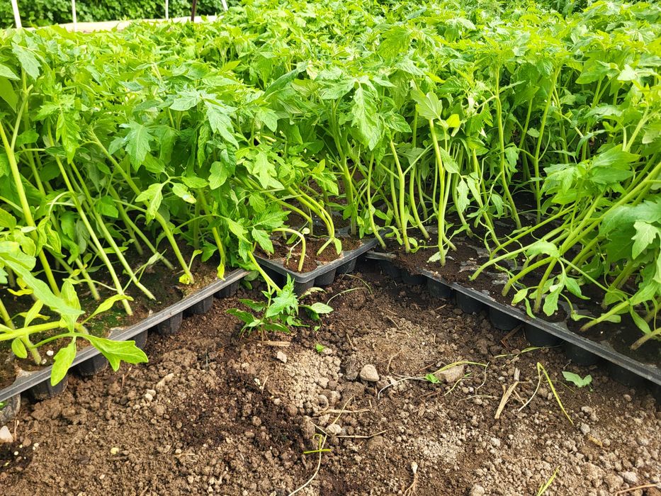 Vând rasaduri tomate,ardei,castraveti din samanta certificata.,dovlecei,vinete