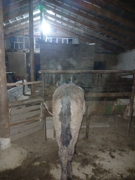 Жабағы Гарантия есть