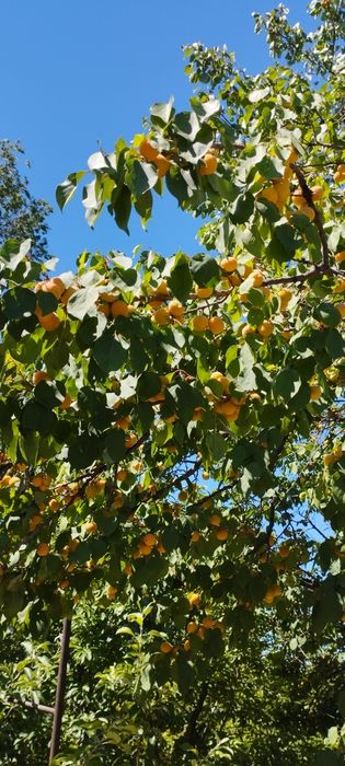 Продам абрикос домашний