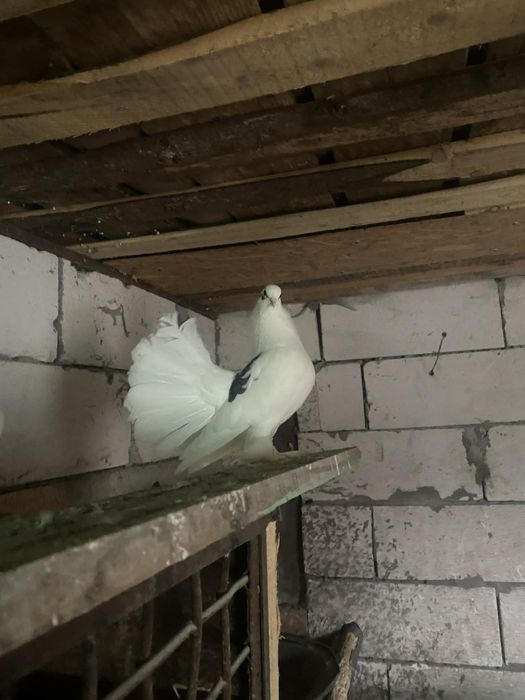 Vând porumbei curcani de ornament