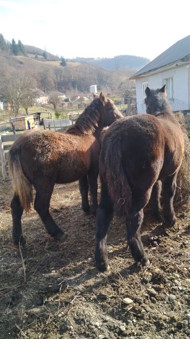 Mânz și mânză frați de tată Ardenez !