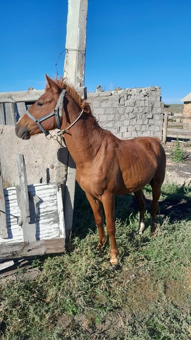 Порно эротика менің құмарлық құрбым фильмі