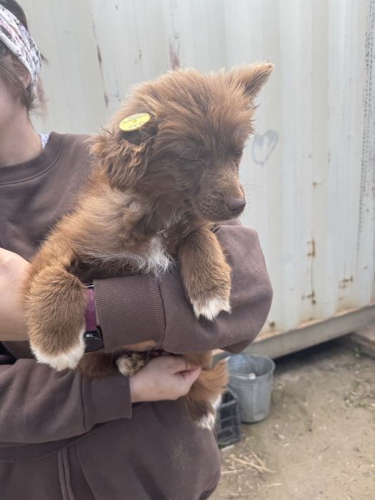 Отдам щенят в добрые руки