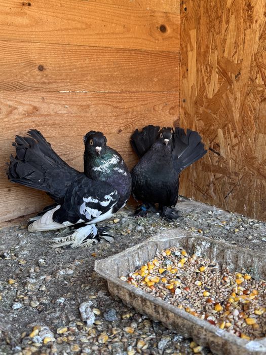 Pereche porumbei rostow