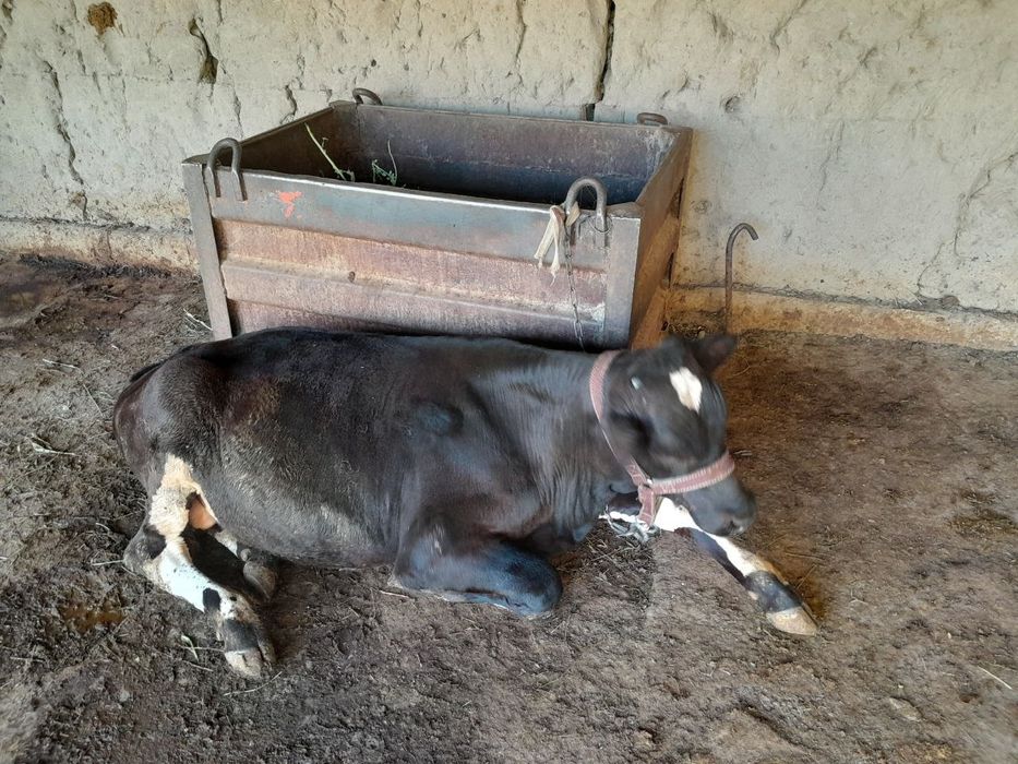 Продаётся корова