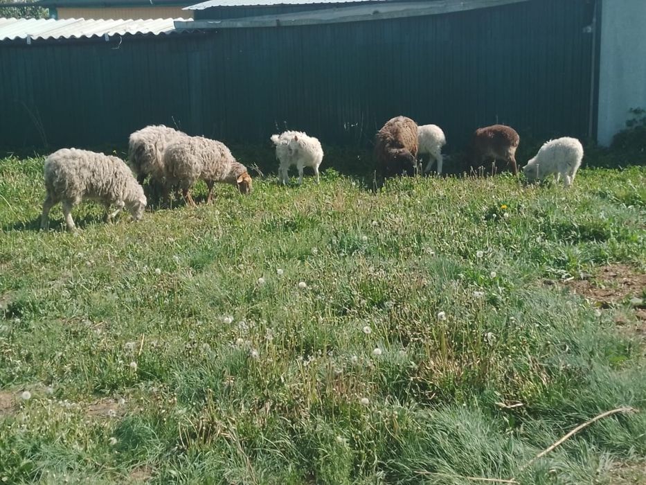Продам баран все вместе