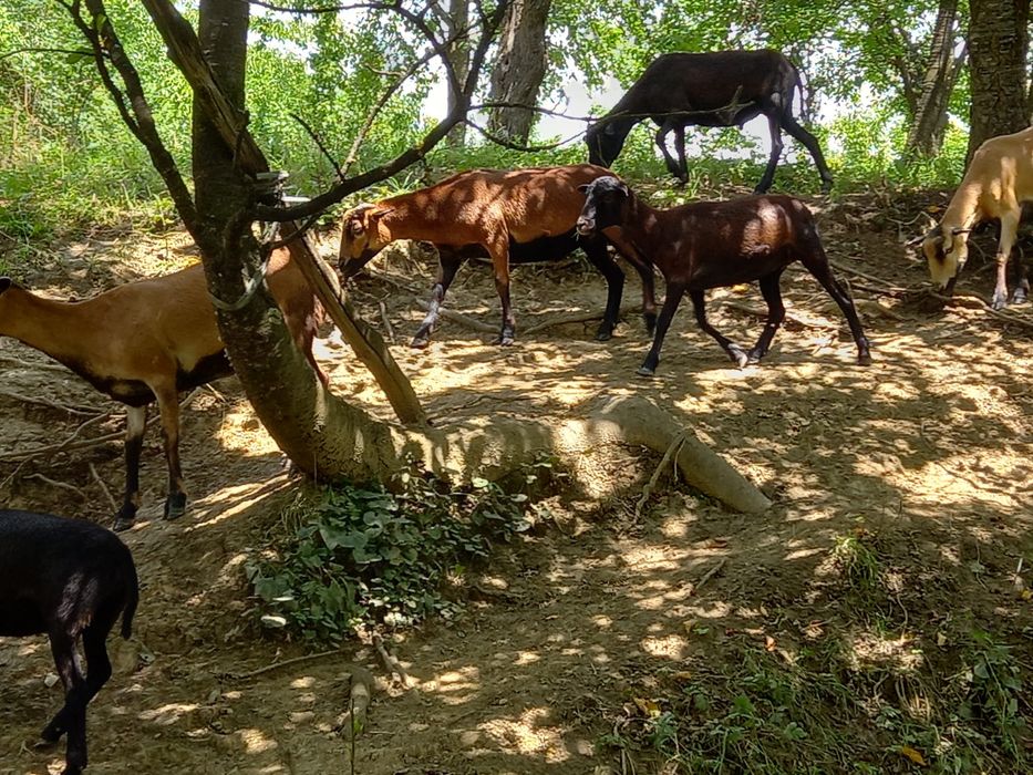 Berbec de rasa camerun