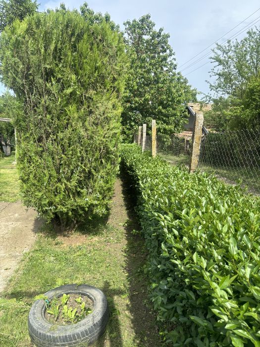 Резитба на овощни градини /озеленяване