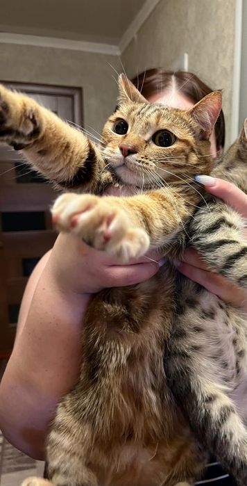 Отдам в хорошие руки