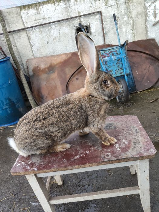 Disponibil pentru reproducere uriaș german