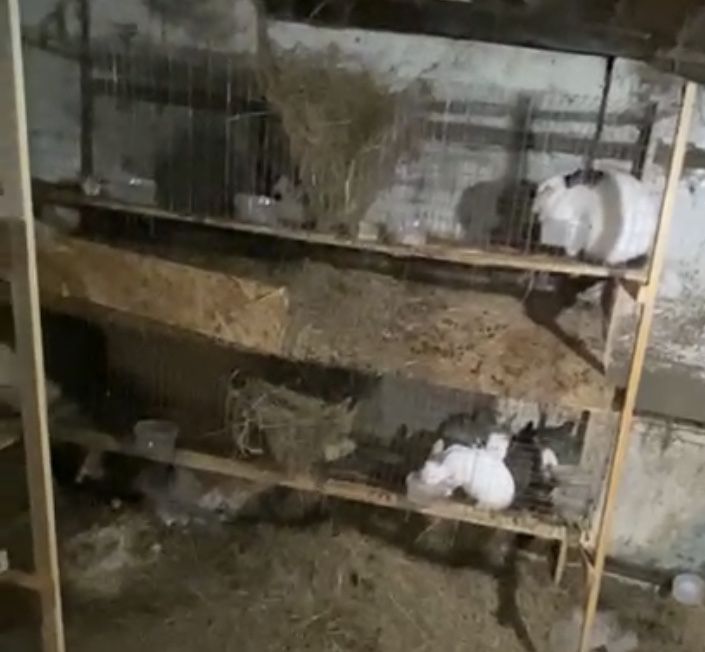 Клетки для кроликов