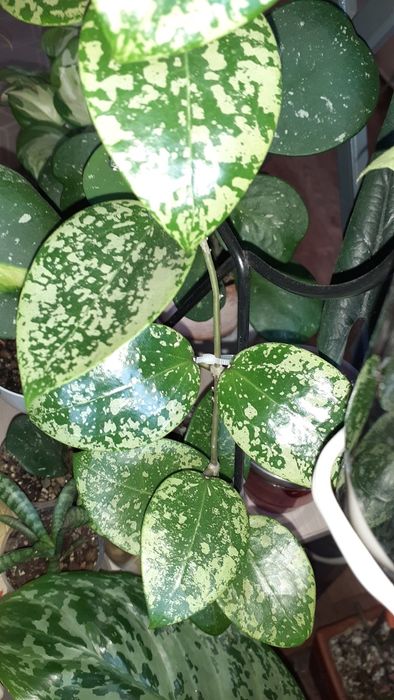 Хойи разных сортов  Растения Цветы