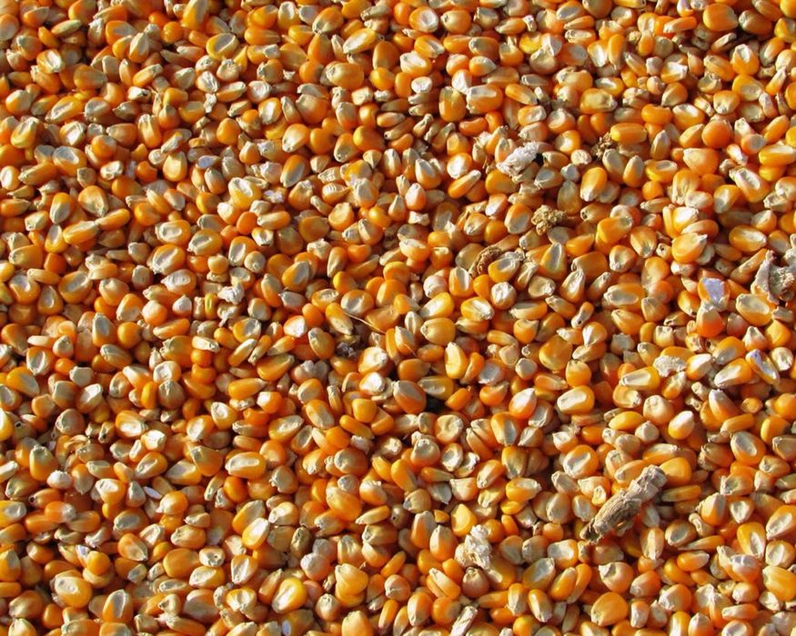 Vand porumb boabe, grau , triticale