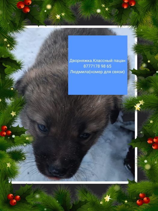 Отдам в добрые руки щенка